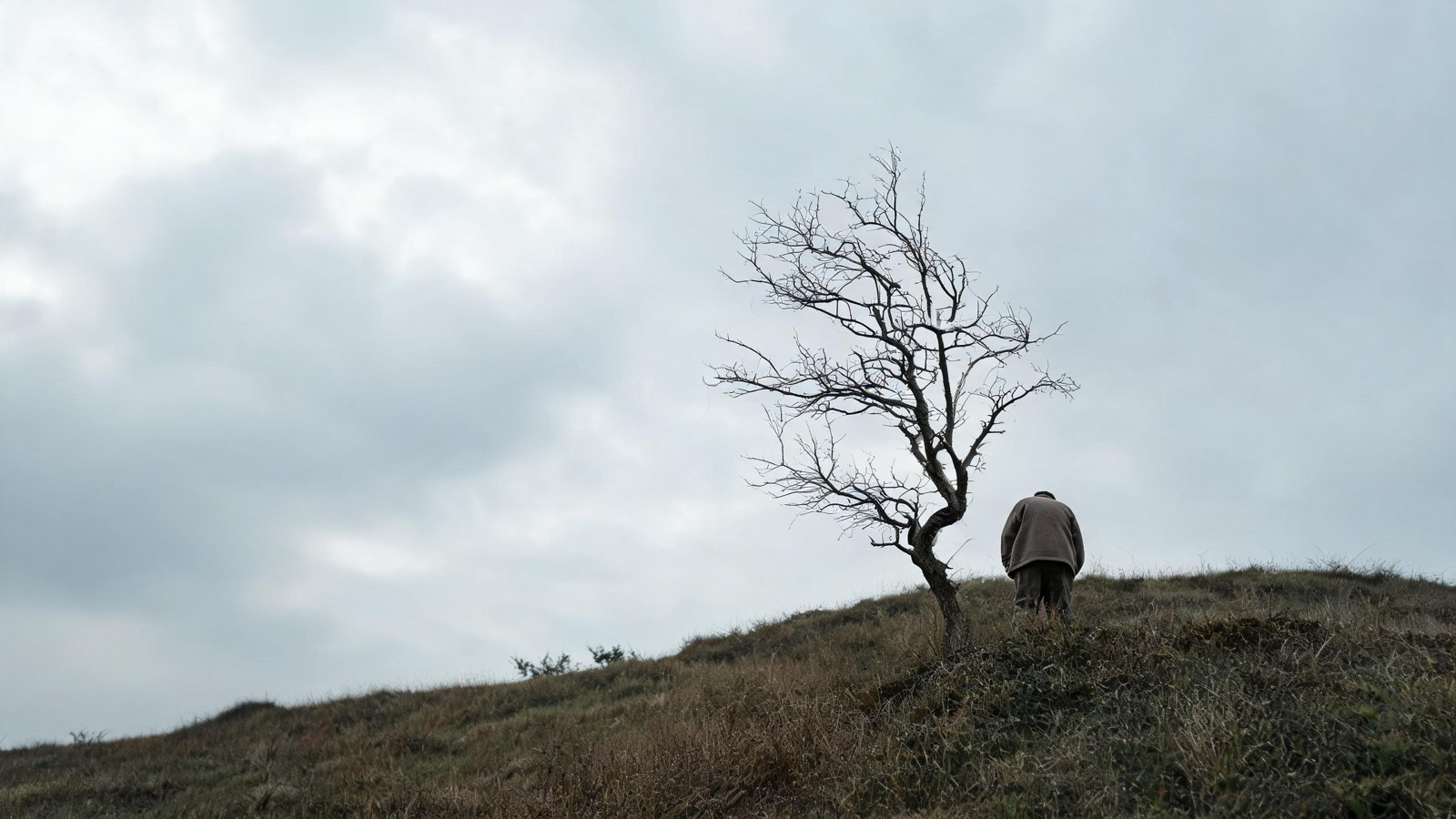 Un albero spoglio solitario su una collina contro un cielo ampio e coperto